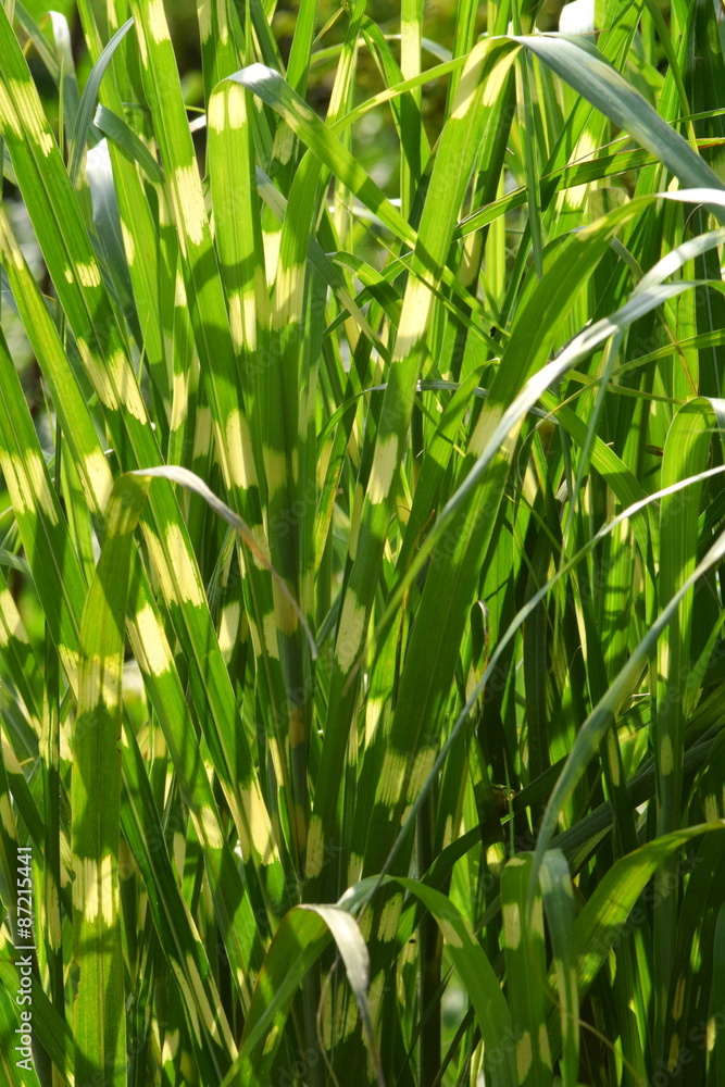 Obraz premium タカノハススキ