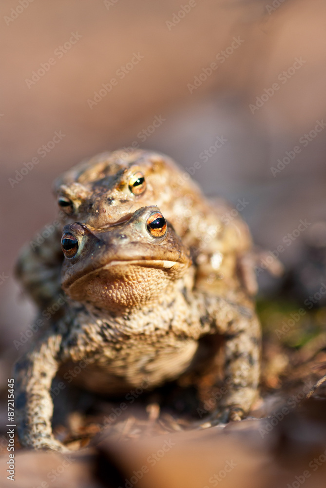 Erdkröten-Paar bei der Wanderung (Bufo Bufo Bufo), Niedersachsen, Deutschland Erdkröten-Paar bei der Wanderung (Bufo Bufo Bufo), Niedersachsen, Deutschland