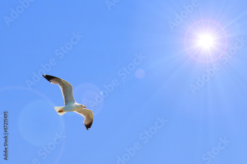A seagull in the sky in a free flight toward the sun