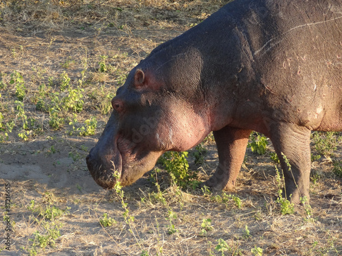 Hippo portrait photo