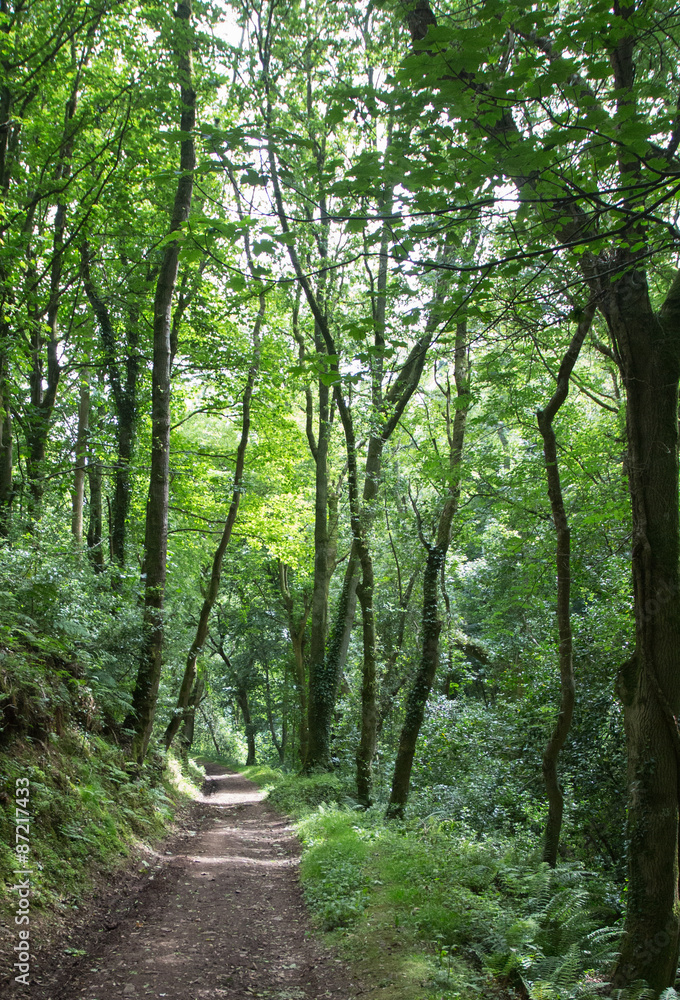 Fototapeta premium Woodland Tunnel