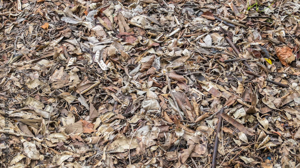 Fallen Brown Dry Leaves Background Texture