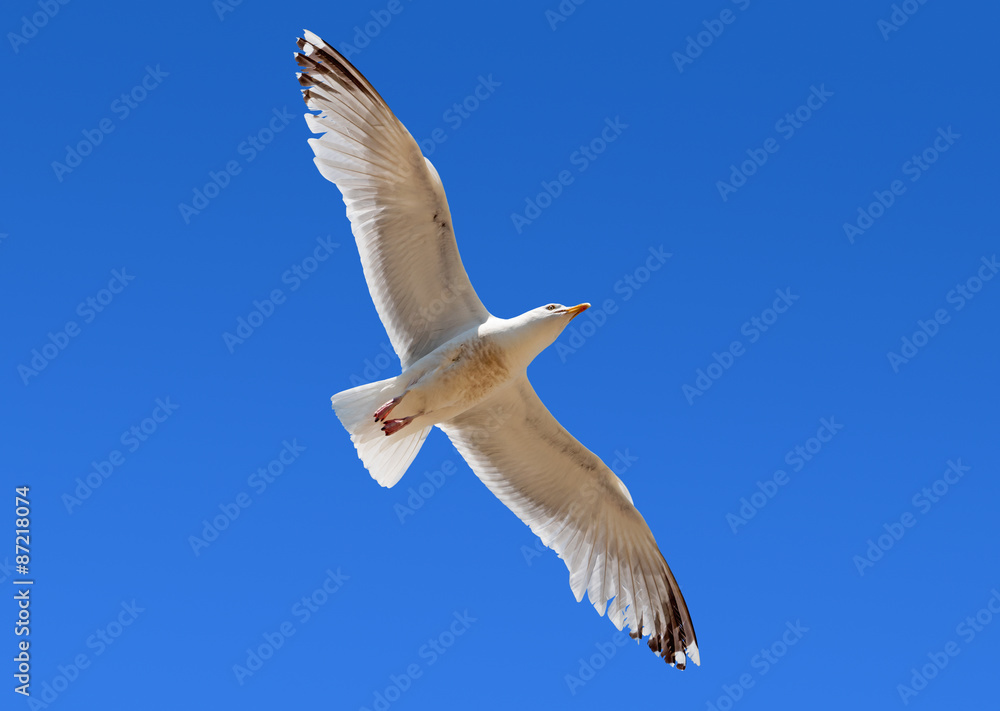 Seagull flying overhead in blue sky. Seagull flying overhead in blue sky.