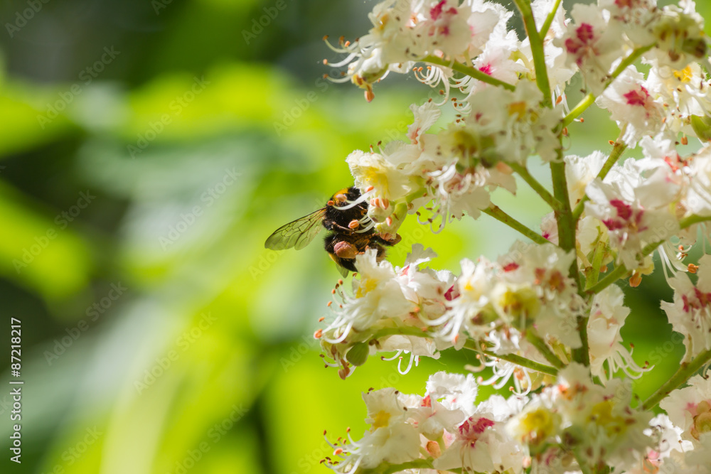 Kastanienblüte mit Bestäubungsgast Kastanienblüte mit Bestäubungsgast