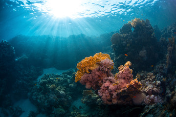 Fototapete Unterwasser Unterwasserwelt im Roten Meer  © Dudarev Mikhail