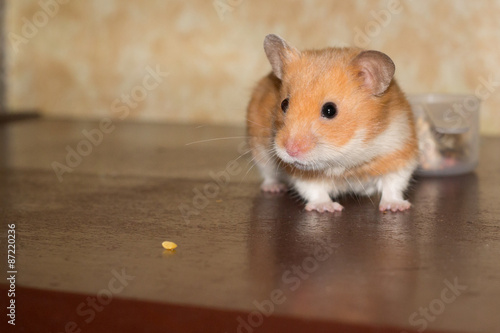 Hamster and small grain at the blurred background.