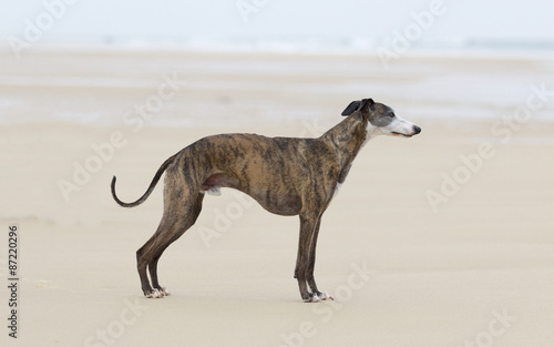 Whippet