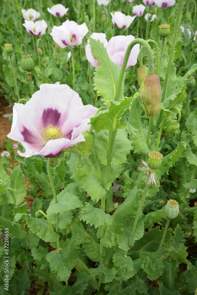 Wild poppy flowers / Vivid poppy field