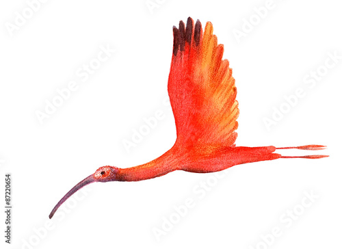 bird  illustration