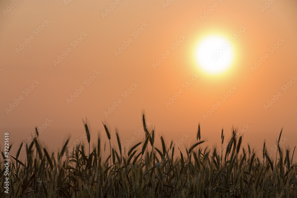 Ear of wheat at dawn