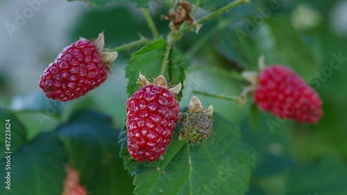 Tayberry - Rubus x 