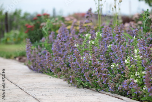 Blooming catmint (Nepeta x faassenii 'Blue Wonder') at a path in the summer garden © argot