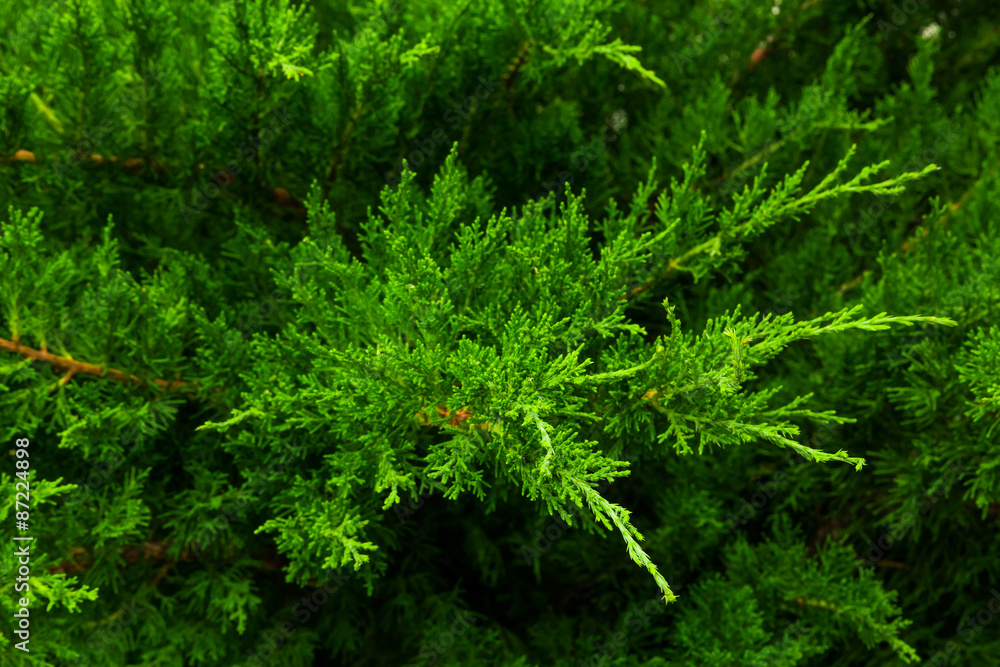 Juniper shrub Juniper shrub