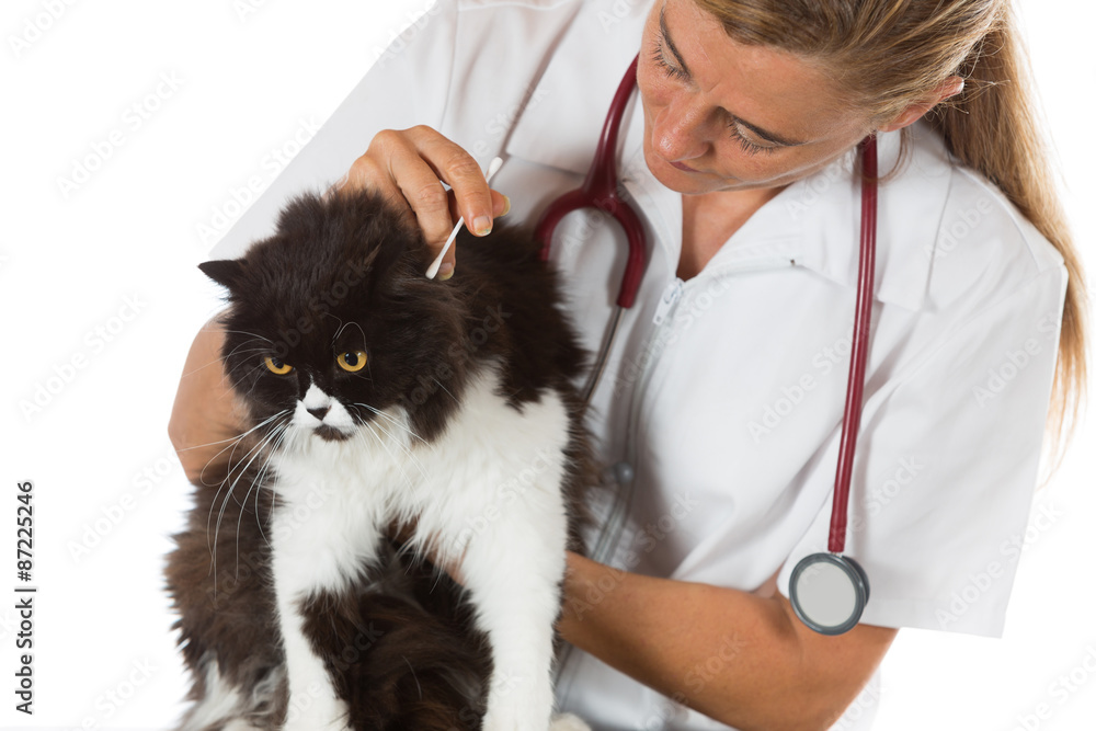 Veterinary clinic with a kitten Veterinary clinic with a kitten