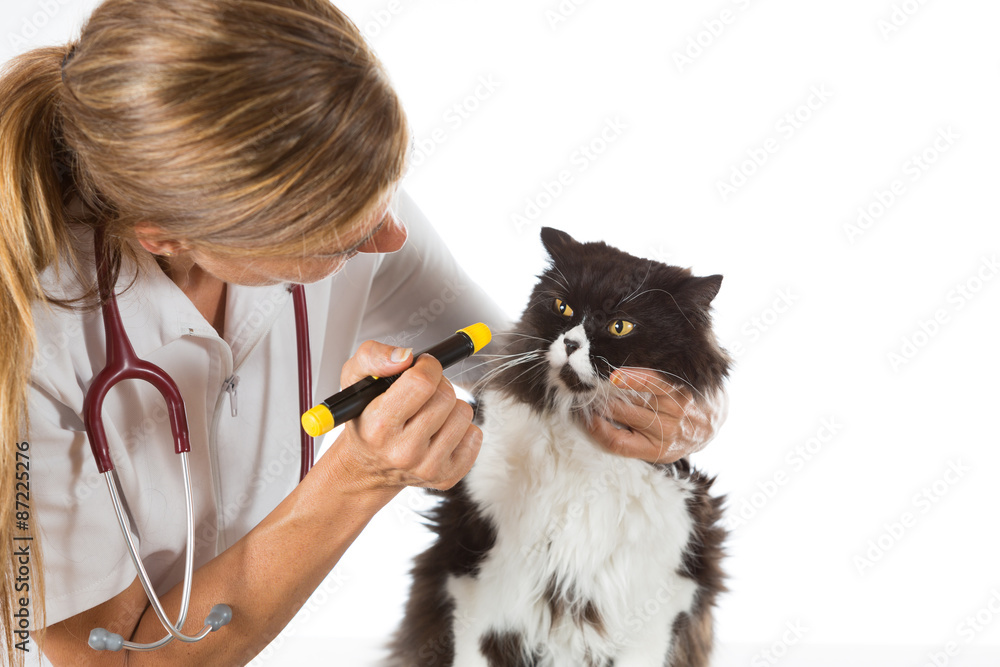 Veterinary clinic with a kitten Veterinary clinic with a kitten
