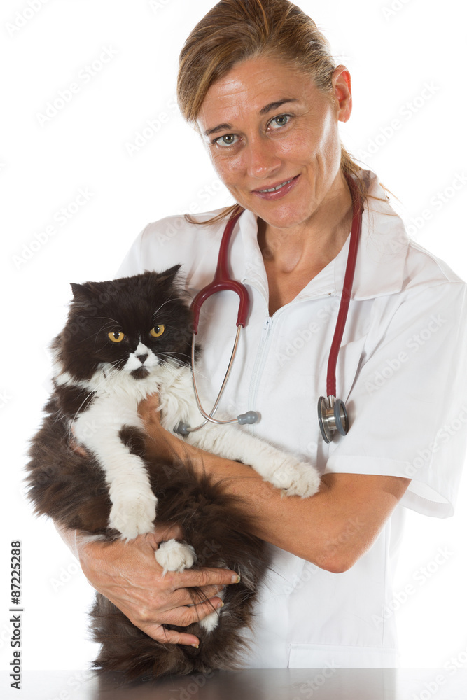 Veterinary clinic with a kitten Veterinary clinic with a kitten