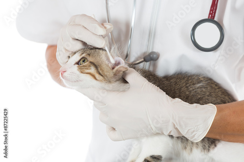 Fototapeta Naklejka Na Ścianę i Meble -  Veterinary clinic with a kitten