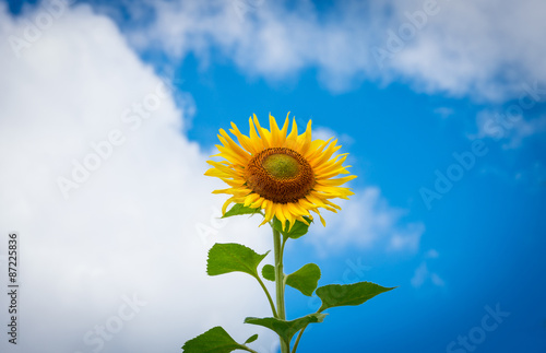 Blooming sunflowers