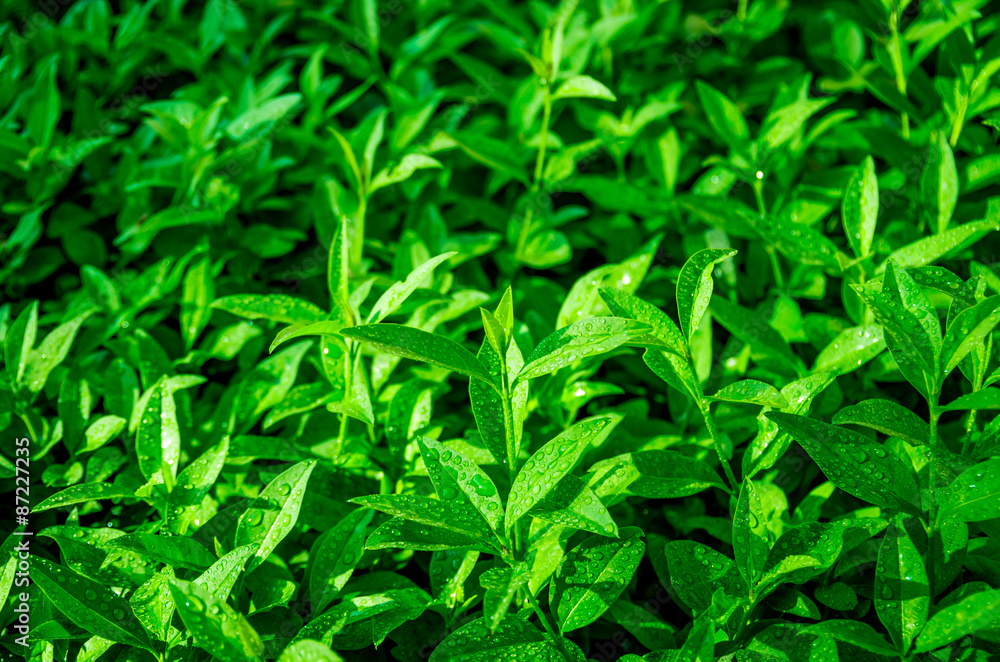 Sprouts of green tea Sprouts of green tea