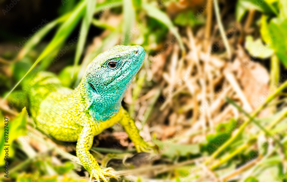 Close-up of a male European green lizard (Lacerta viridis) Close-up of a male European green lizard (Lacerta viridis)