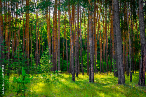 The beautiful pine forest © fotolesnik
