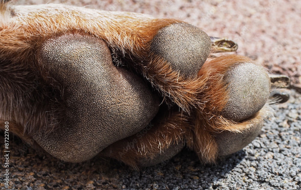 2x Teelichthalter Aus Buchenholz In Hundepfoten-Form - Rustikale Dekoration Für Tierfreunde