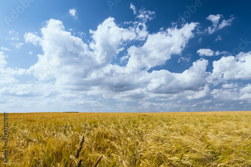 Cornfield in summer