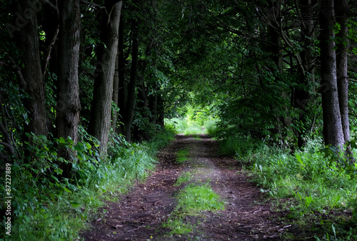 Wood countryside road