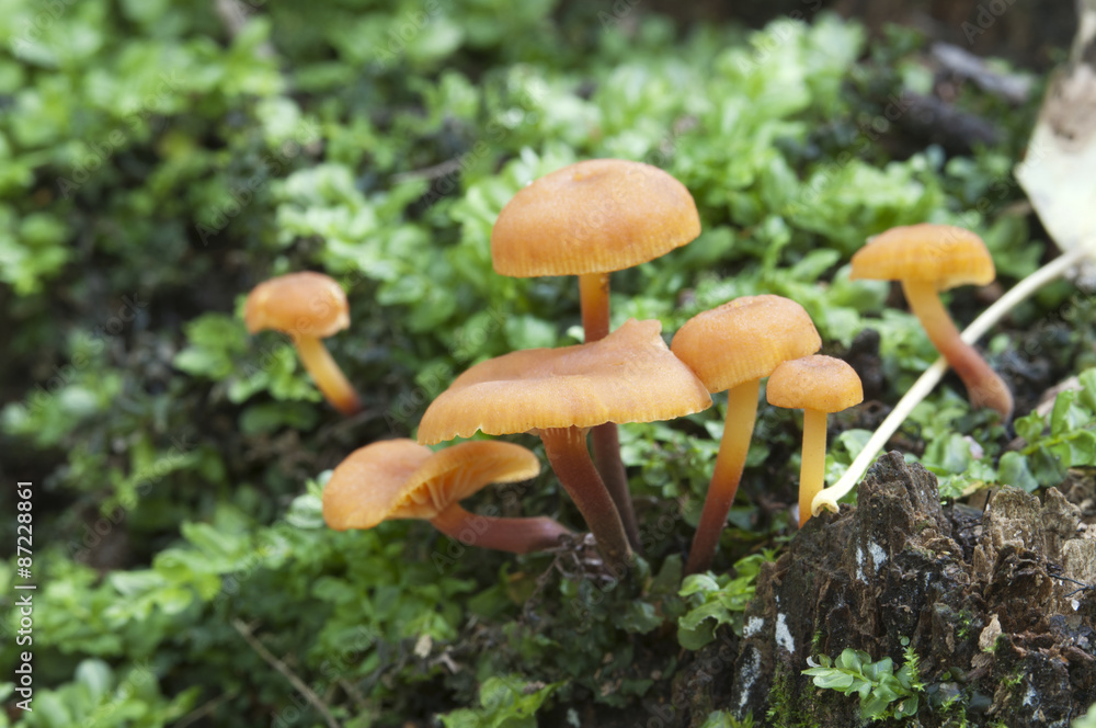 Flammulina velutipes mushrooms Flammulina velutipes mushrooms