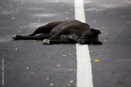 Black dog dies.