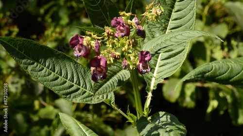 Drüsiges Springkraut, Impatiens gladulifera, problematischer Neophyt für die deutsche Flora photo