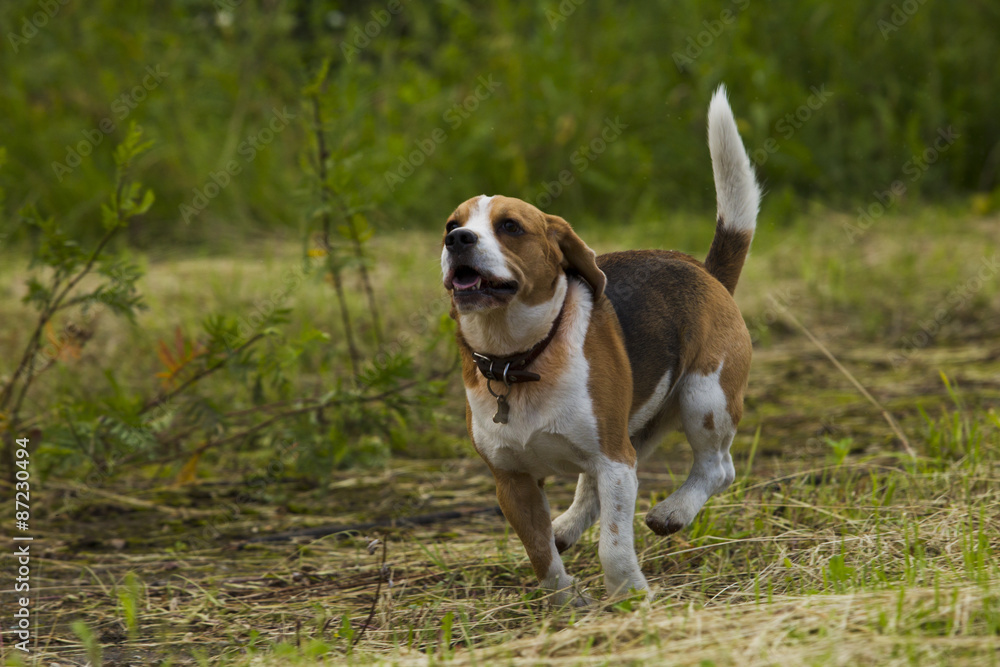 Running beagle dogs.