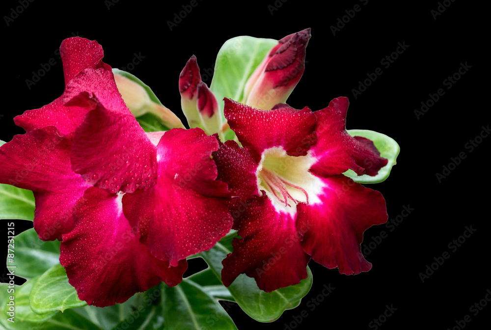 Fototapeta premium Desert Rose