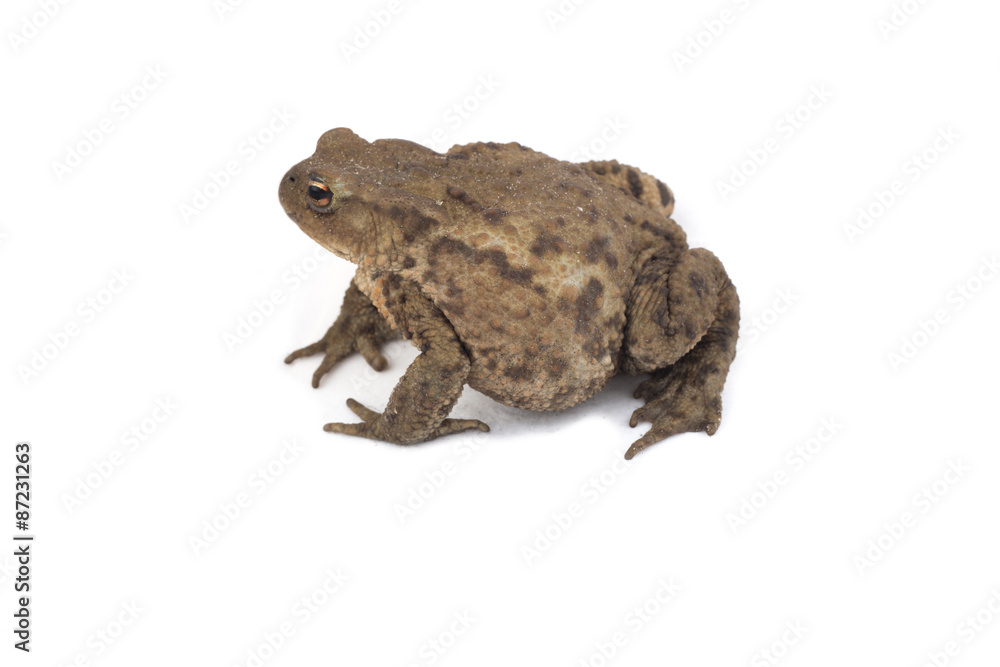 Fototapeta premium Hoptoad isolated on white background