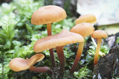 Flammulina velutipes mushrooms