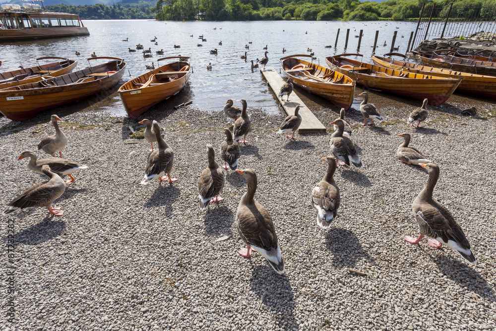 Obraz premium Geese on banks of Derwent Water, Keswick, English Lake District, Cumbria, England, UK.