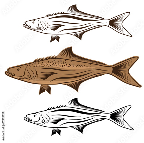 cod fish vector design template