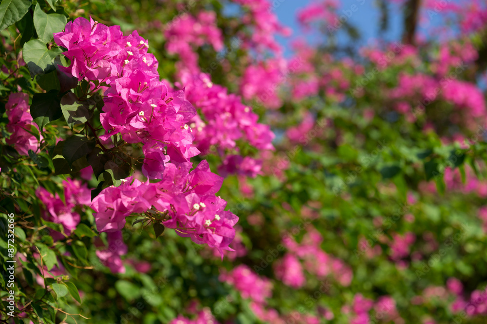 Obraz premium Bougainvillea