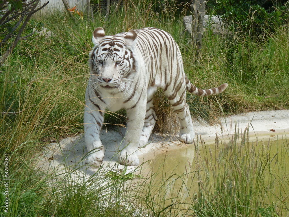 Fototapeta premium Biały tygrys - Zoo w Amneville