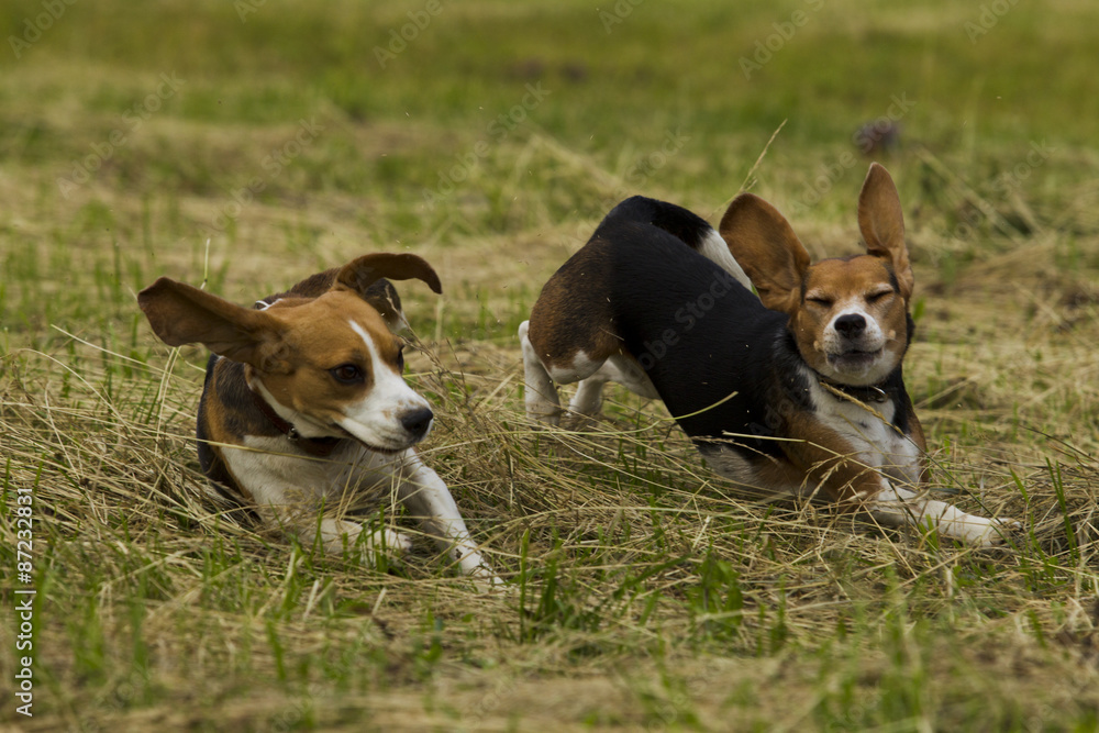 Running beagle dogs.