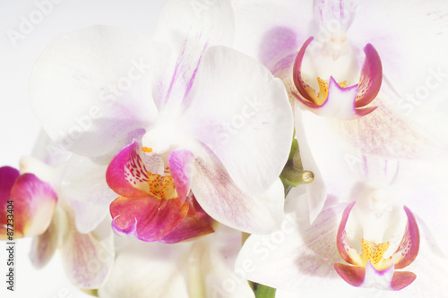 Orchidea  Orchid