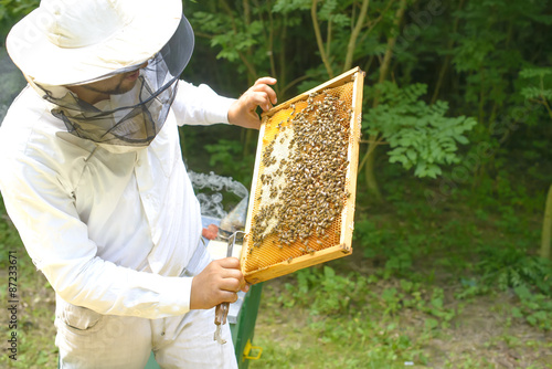Beekeeper controlling beeyard and bees © tutye