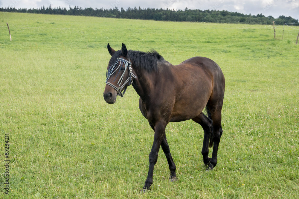 brown horse eating grass on a green meadow brown horse eating grass on a green meadow