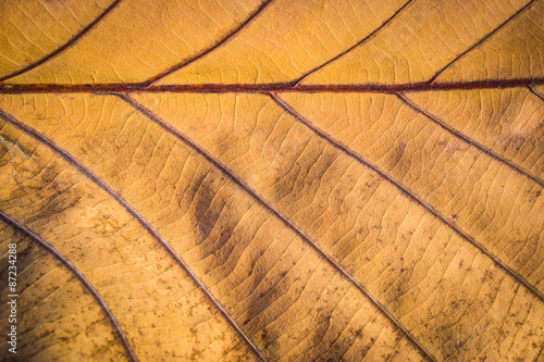 Wallpaper Mural Closed up dried leaf Torontodigital.ca