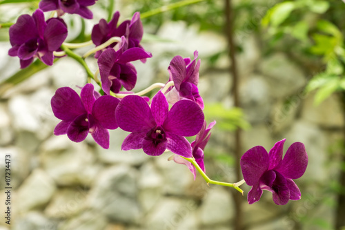 Fototapeta Naklejka Na Ścianę i Meble -  purple orchid