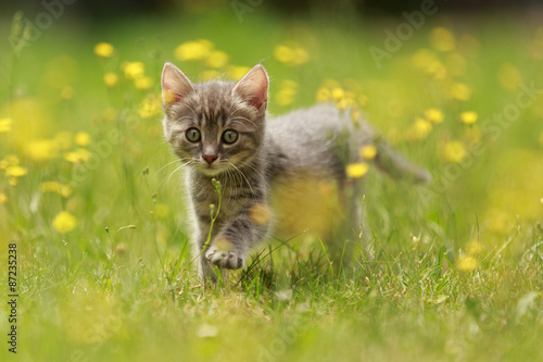 Kitten in Blumenwiese