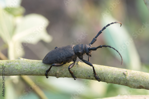 Mating dor-beetles © Henrik Larsson