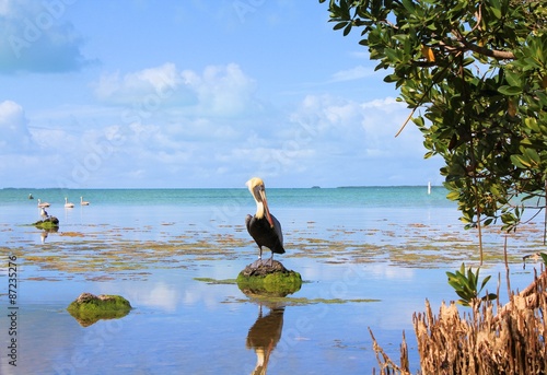 Photos Everglades swamps