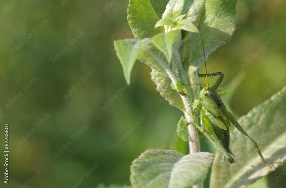 Green grasshopper (Tettigonia viridissima) sits on a leaf Green grasshopper (Tettigonia viridissima) sits on a leaf