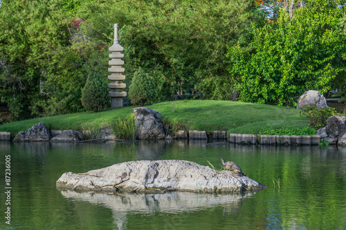 Wallpaper Mural Turtle on the rock Torontodigital.ca